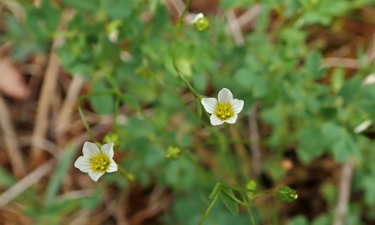 200719 fairy flax