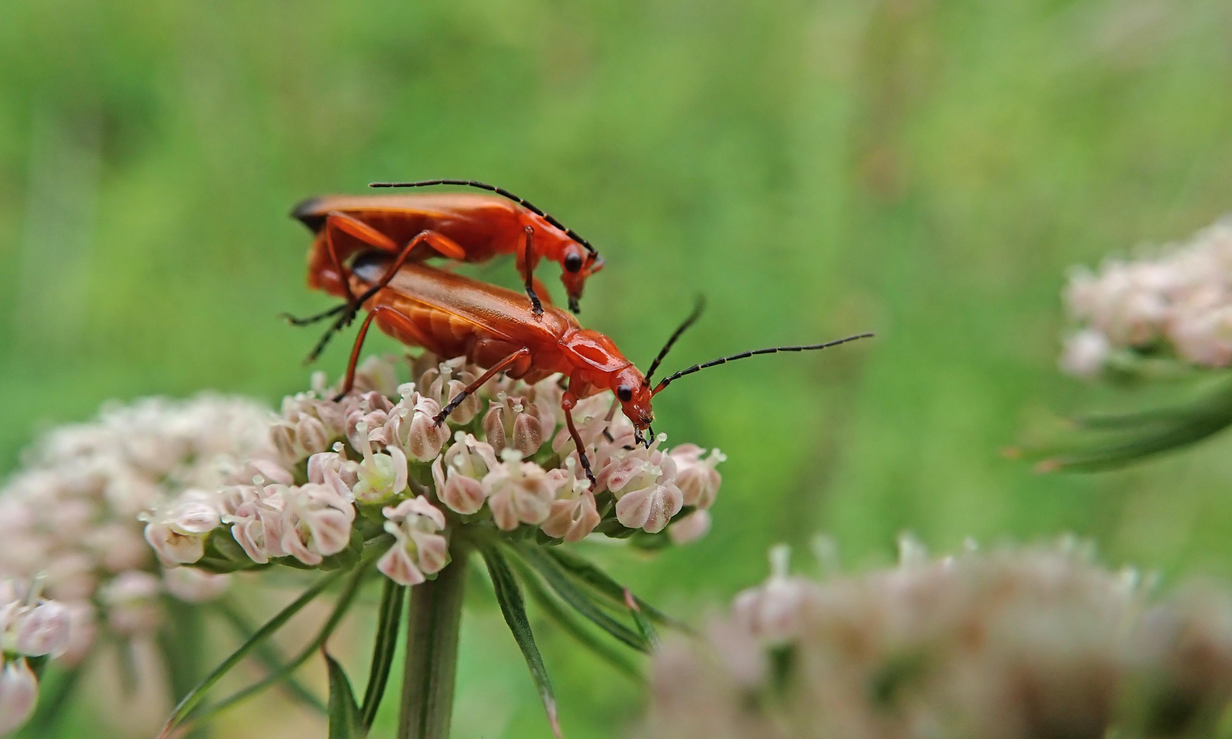 200720 common red soldier beetles