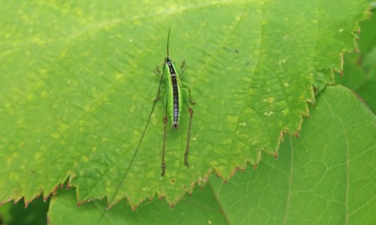200720 long winged cone-head nymph