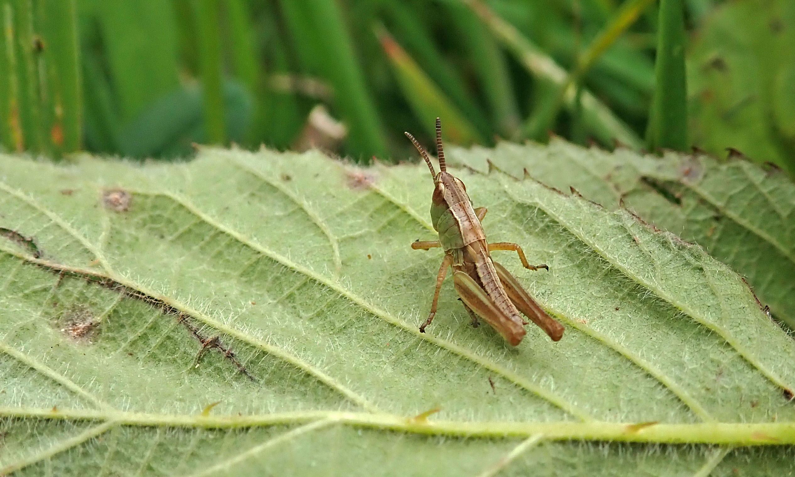 200720 meadow grasshopper