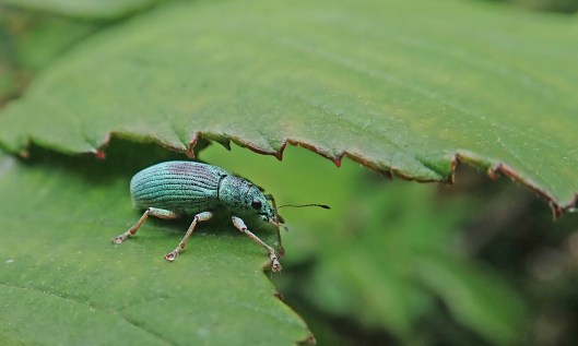 200720 nettle weevil