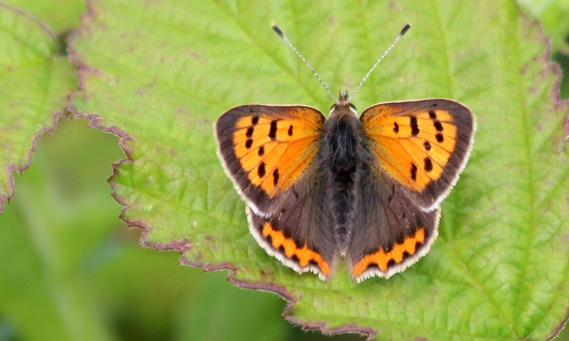 200720 small copper
