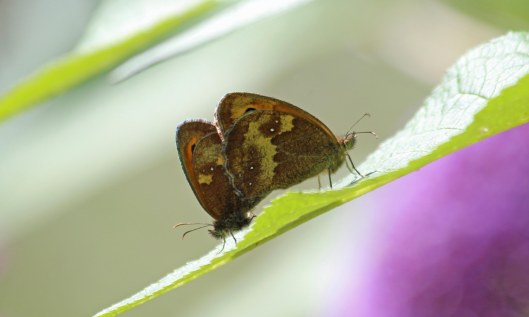 200723 2 gatekeepers