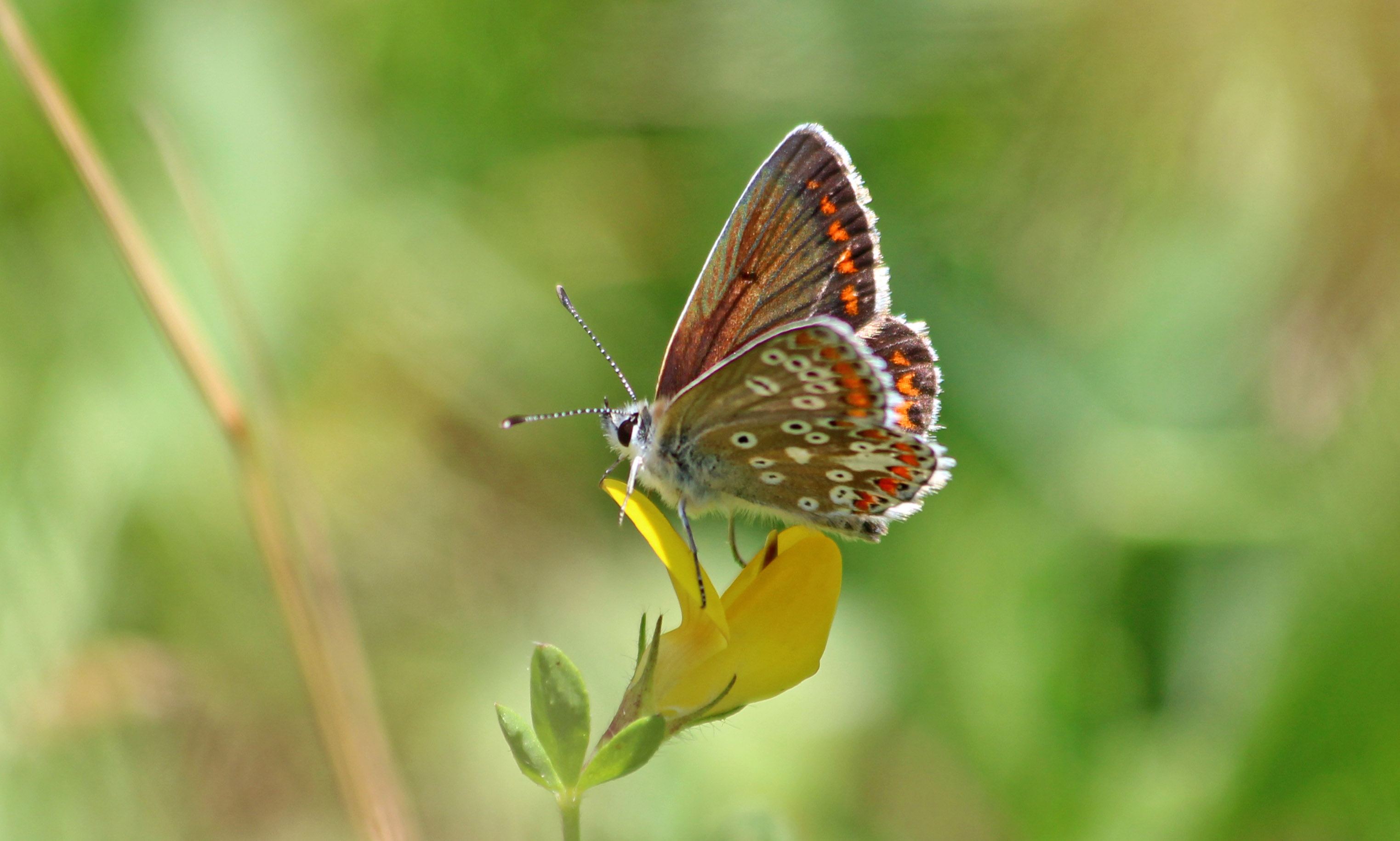 200723 3 brown argus