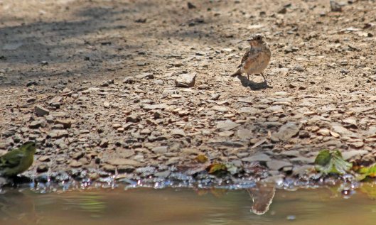 200723 6 siskin and spot fly