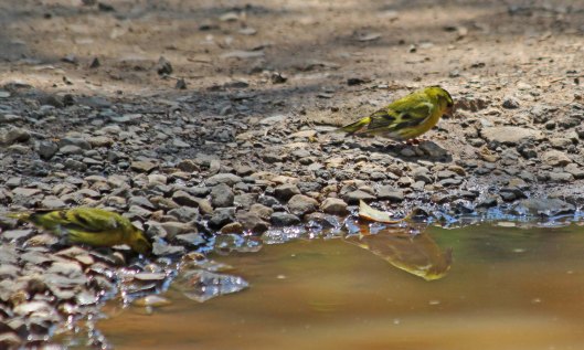 200723 7 siskin