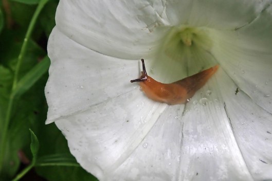 200725 slugs in bindweed (3)