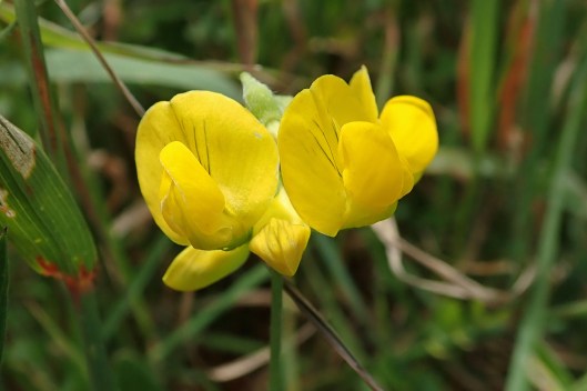 200726 3 meadow vetchling