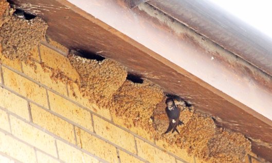 200728 4 house martins
