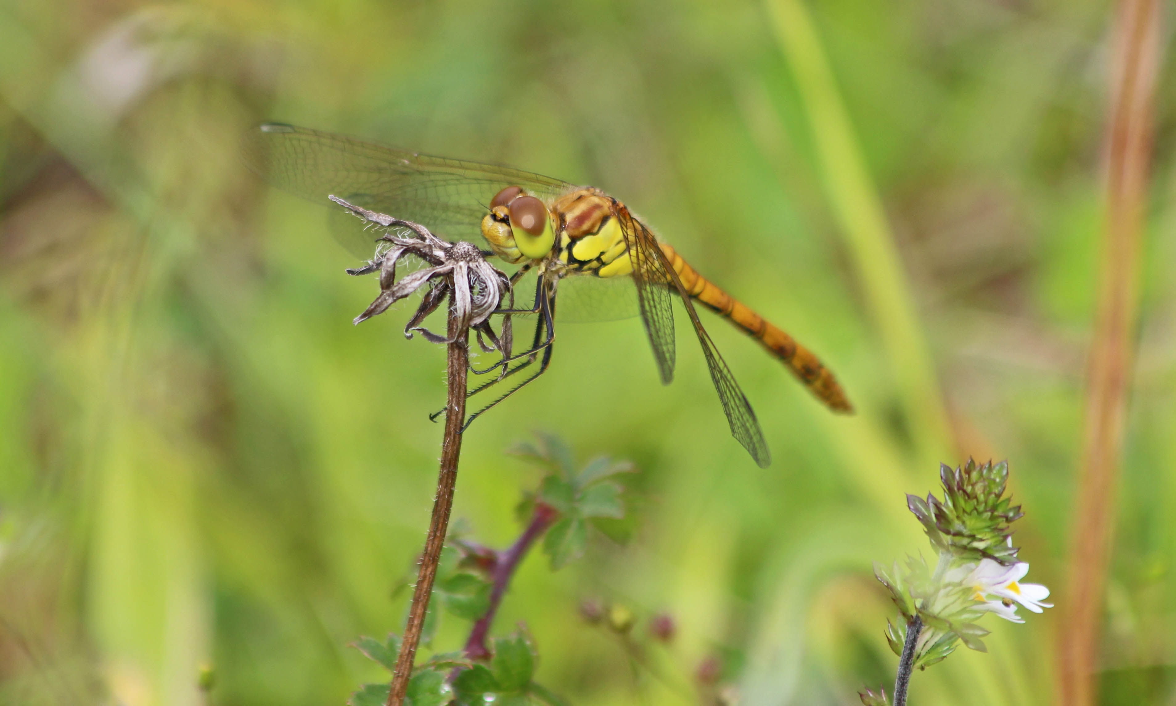 200729 common darter (1)