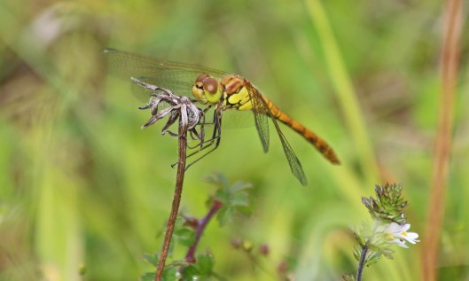 200729 common darter (1)