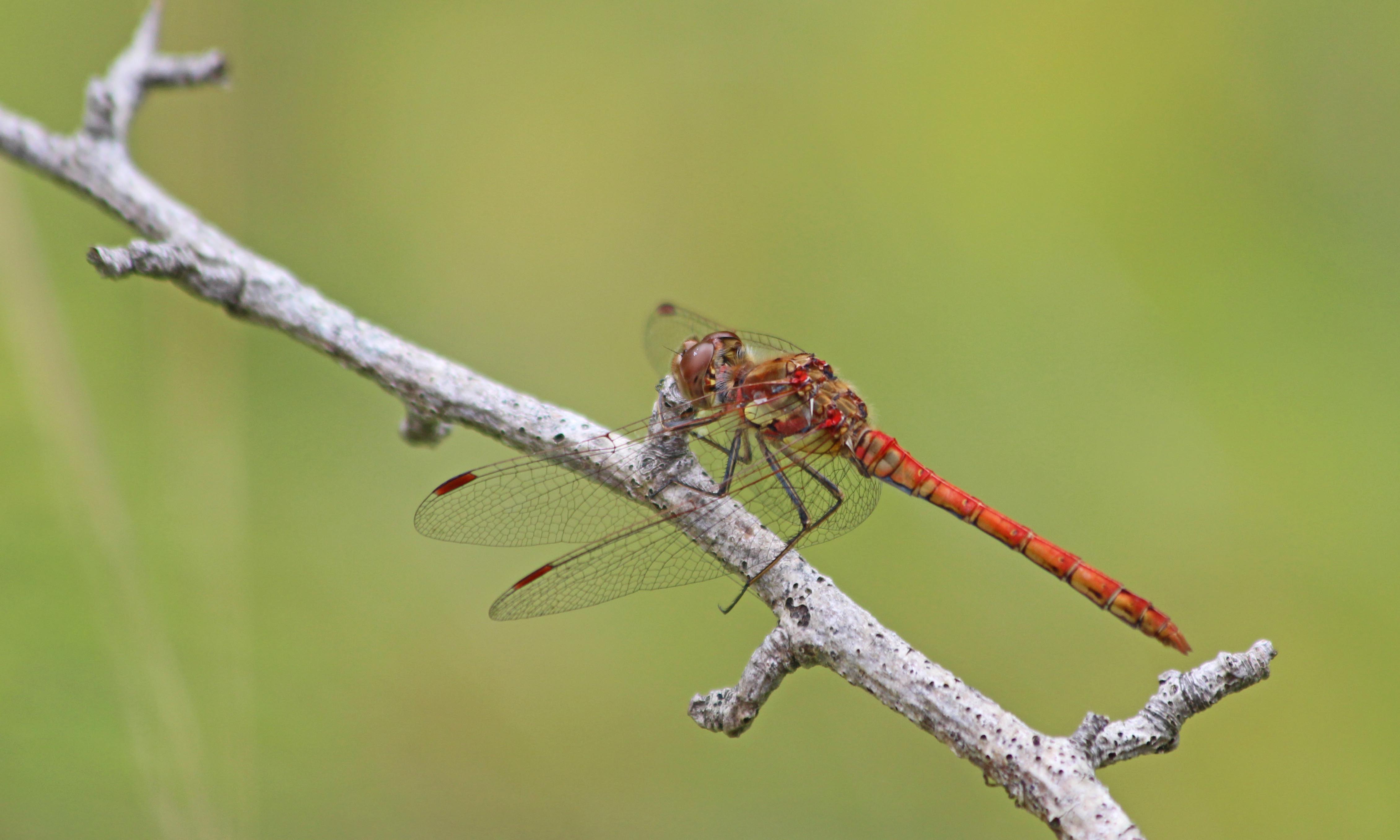 200729 common darter (2)