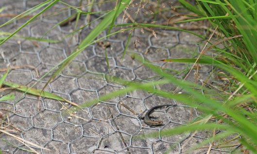 200731 common lizards (1)