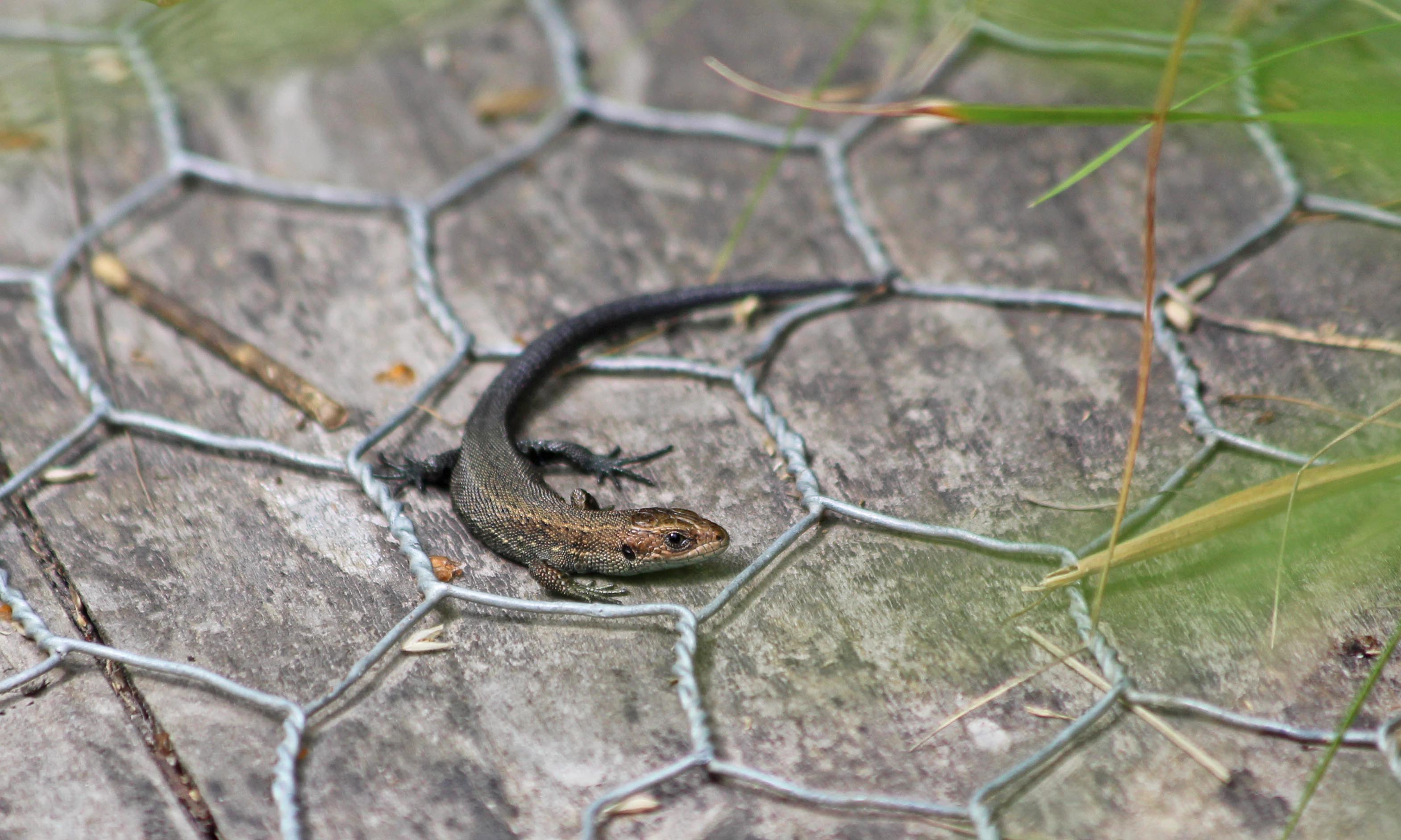 200731 common lizards (2)