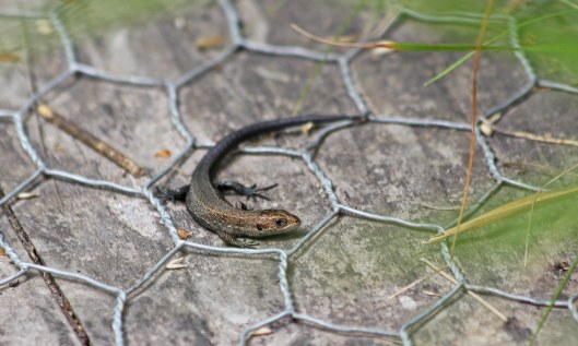200731 common lizards (2)