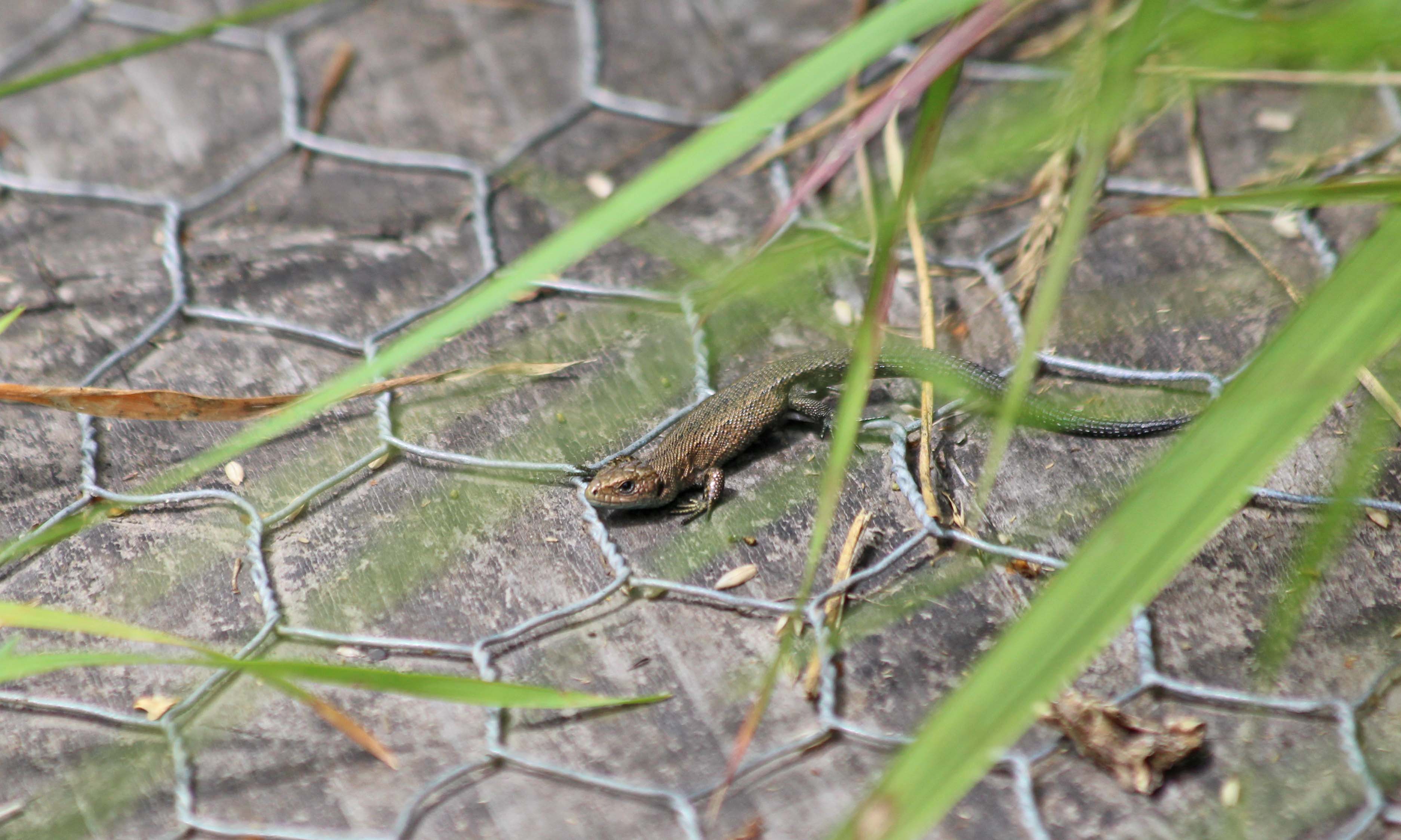 200731 common lizards (3)