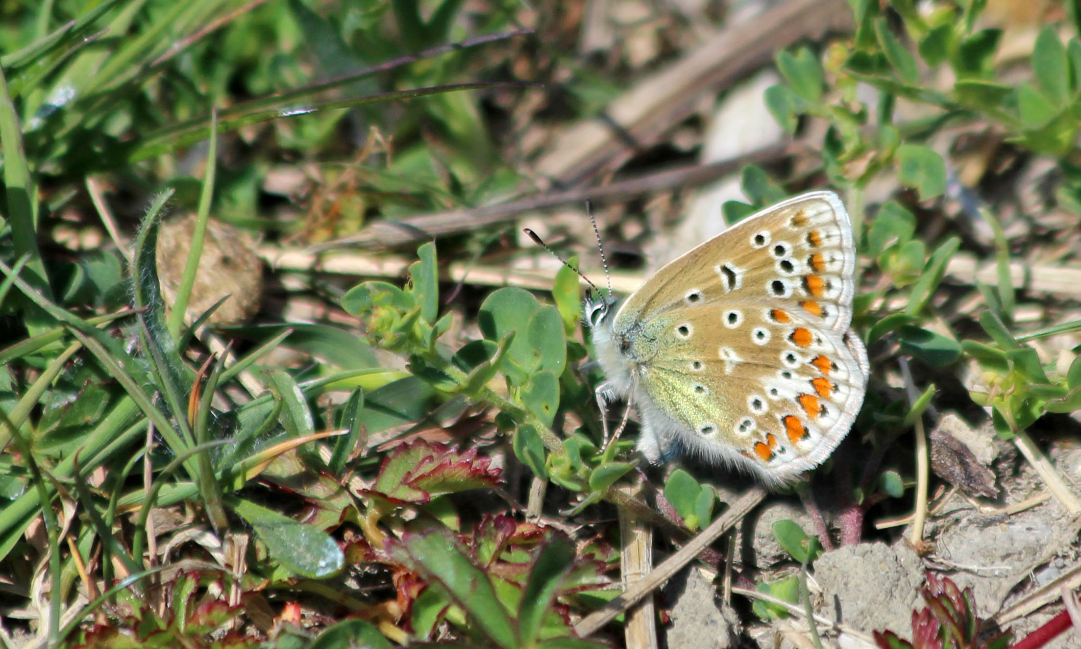 200801 Common blue egg laying