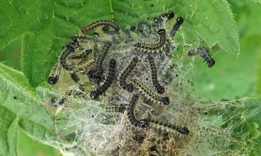 200804 small tortoiseshell (1)