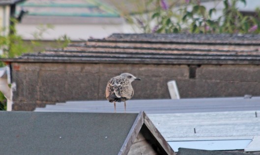 200806 lesser black-backed gull fledgling (1)