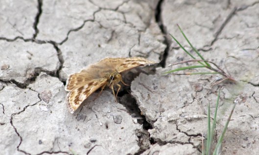 200807 dingy skipper 24july