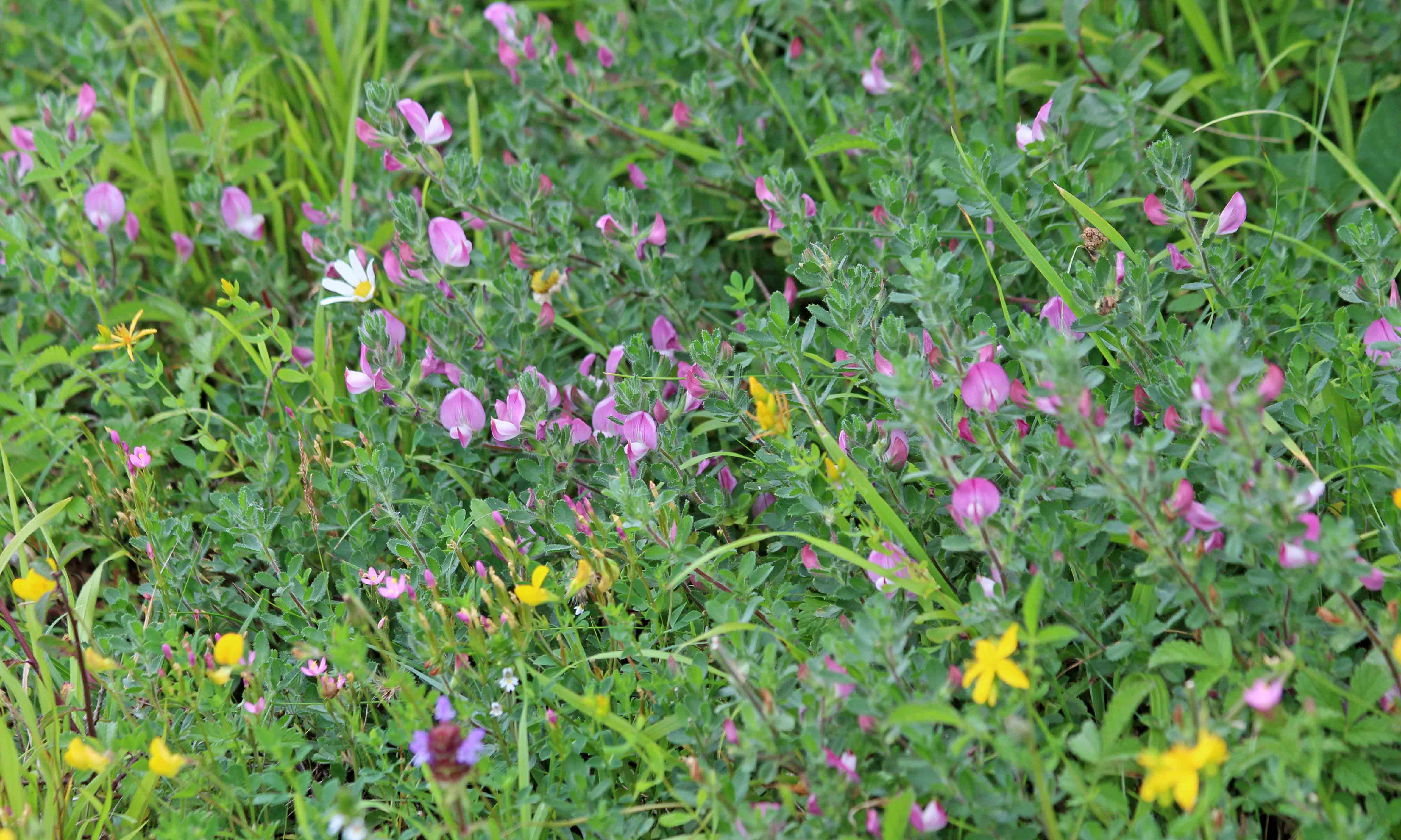 200809 common restharrow (3)