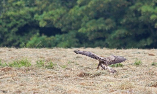 200810 buzzard (3)
