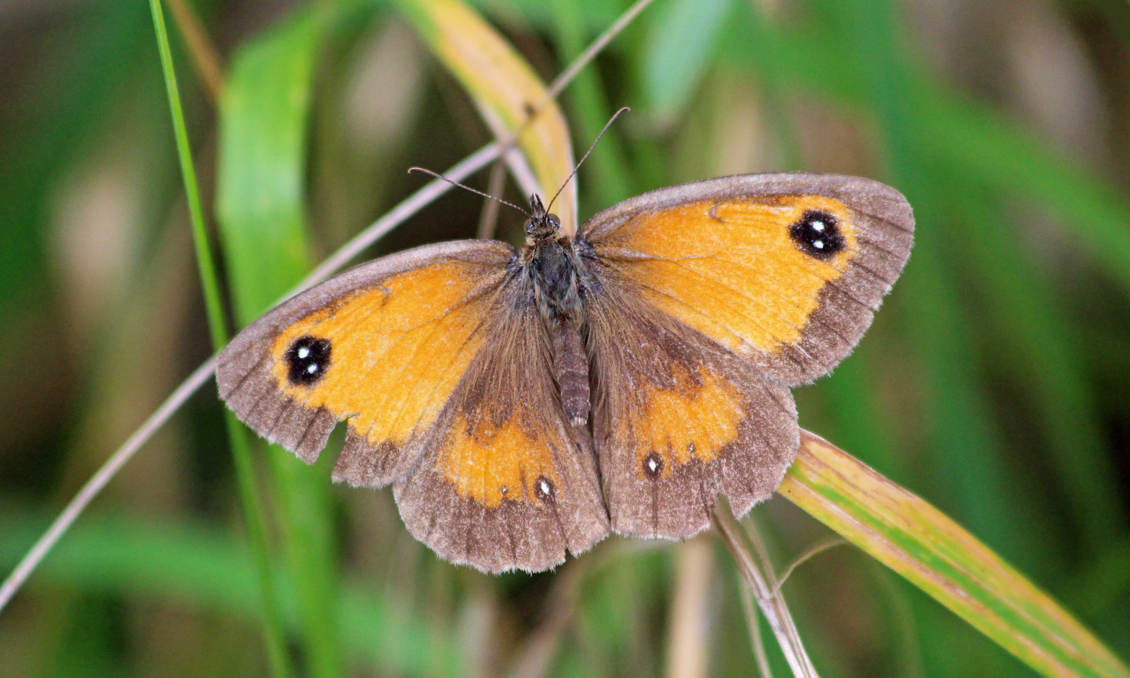 200812 birdpecked gatekeeper