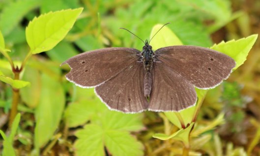 200812 birdpecked ringlet