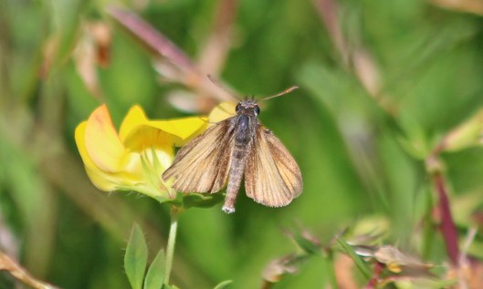200812 faded essex skipper