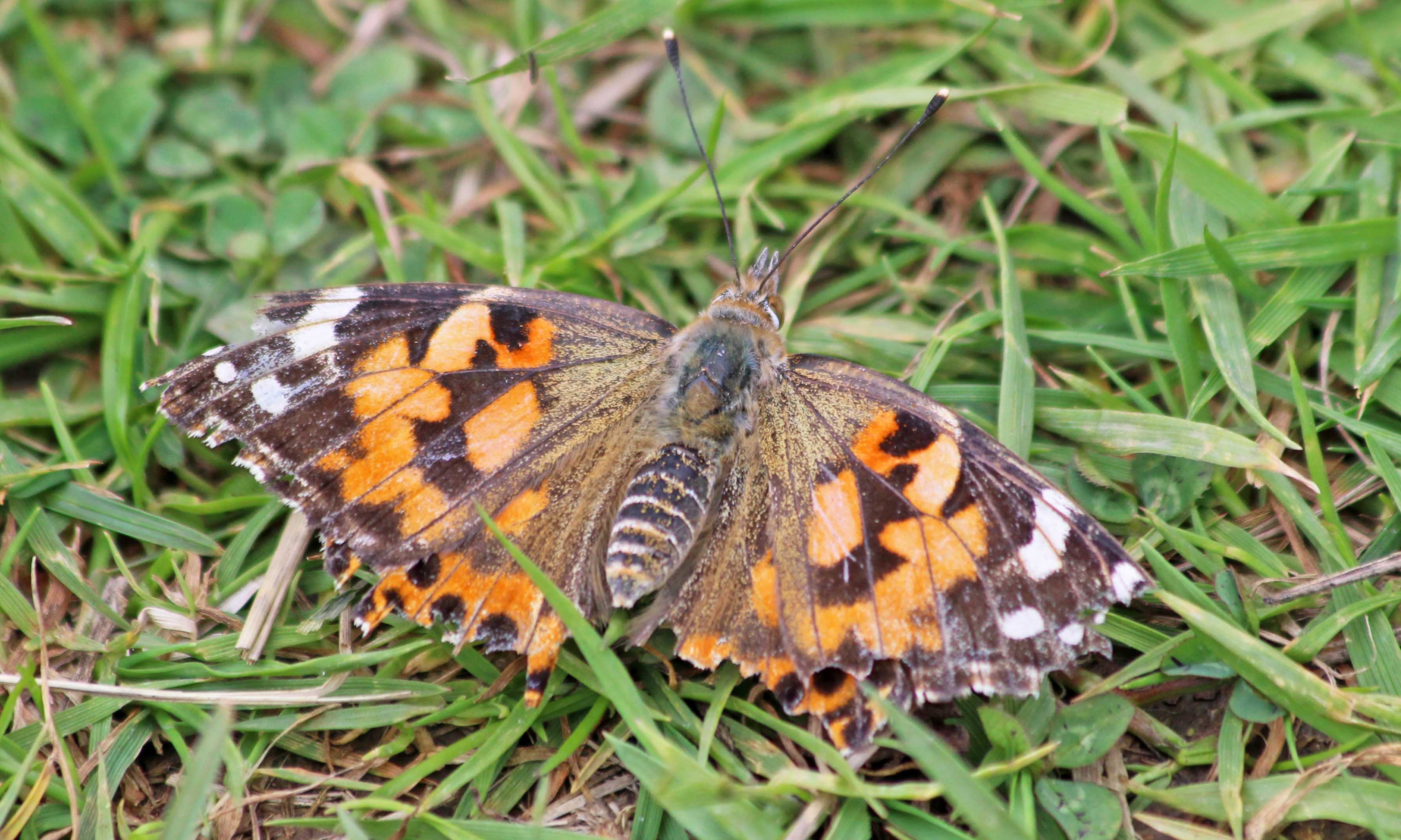 200812 jaded painted lady