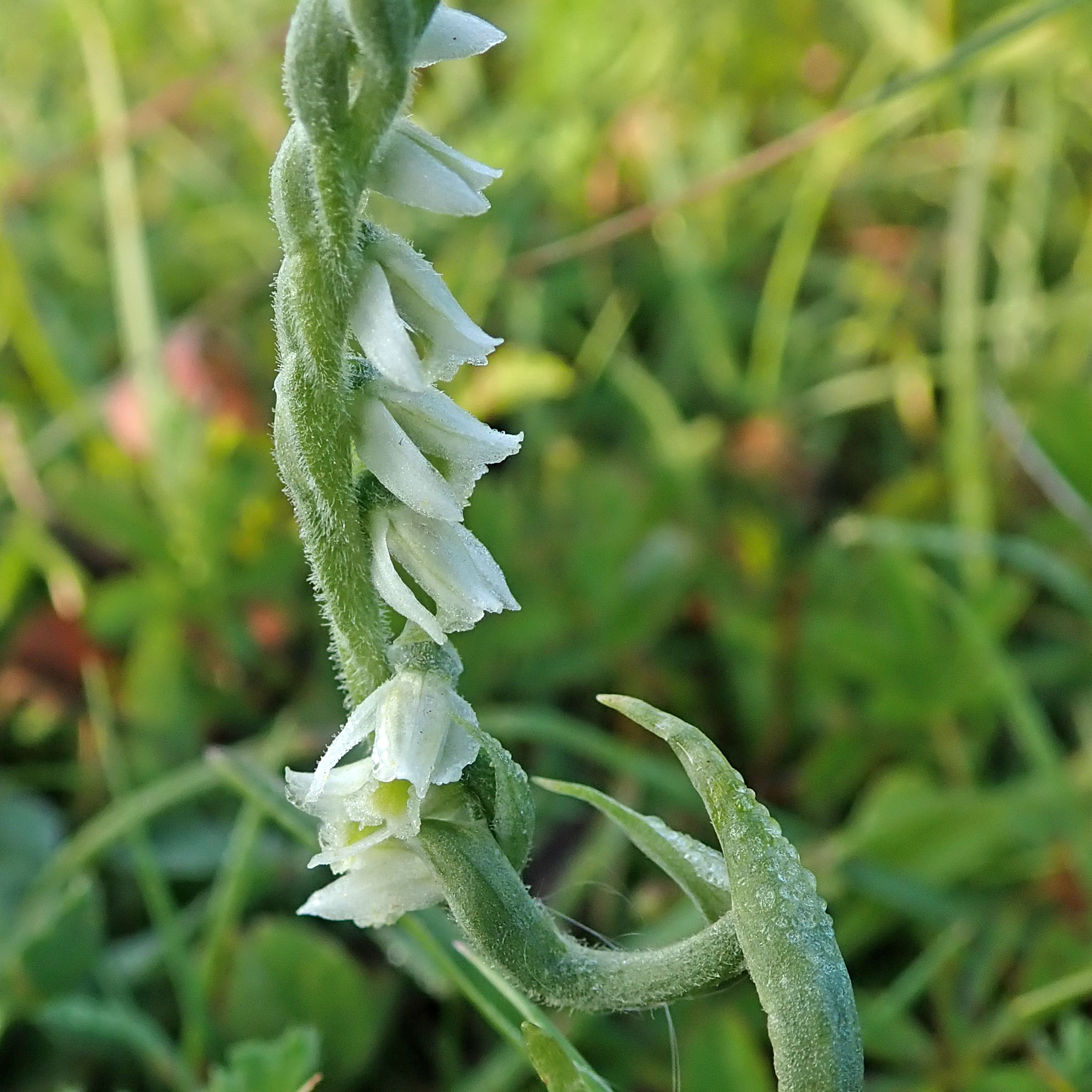 200813 autumn lady's-tresses (1)