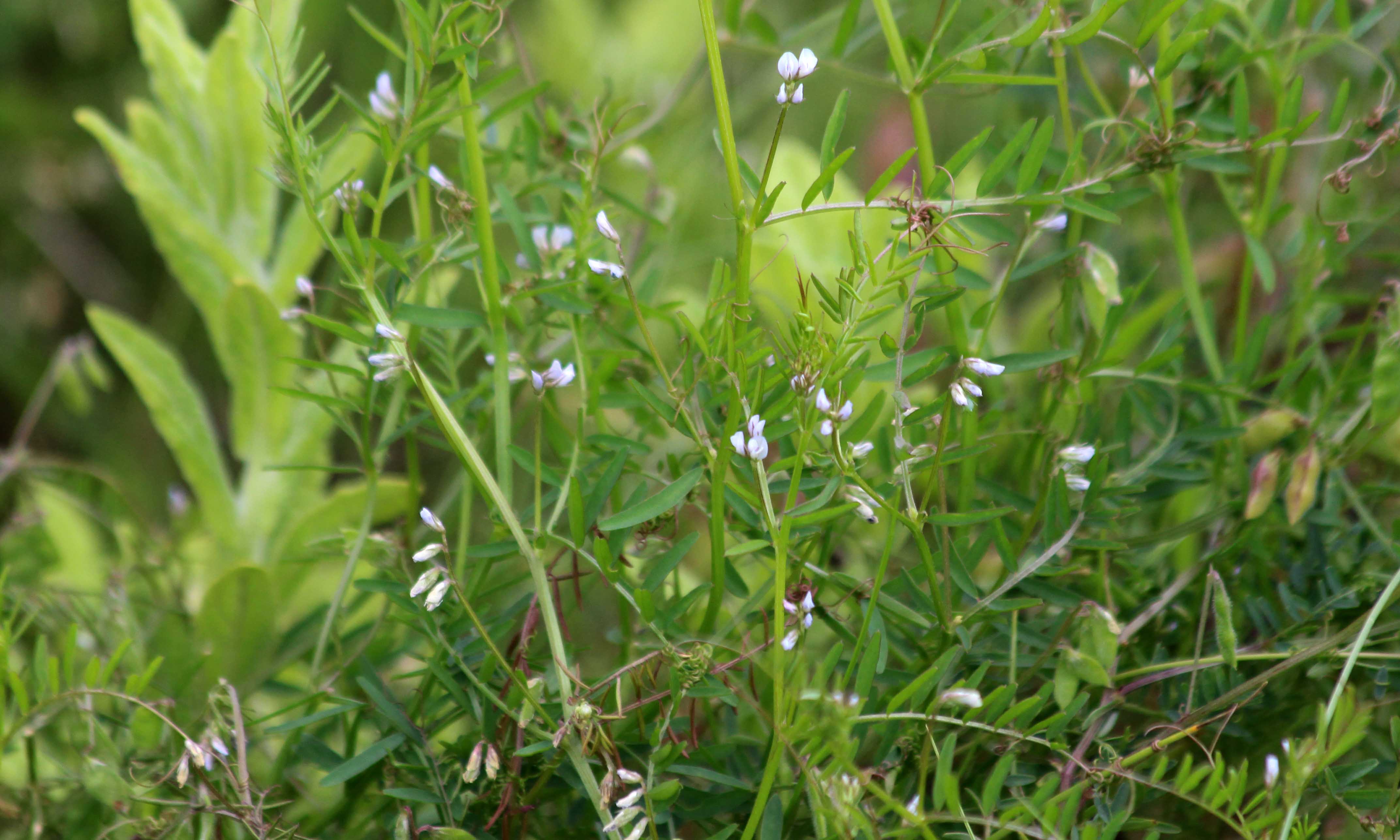 200816 hairy tare (4)