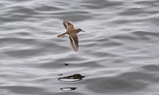 200817 common sandpiper (2)