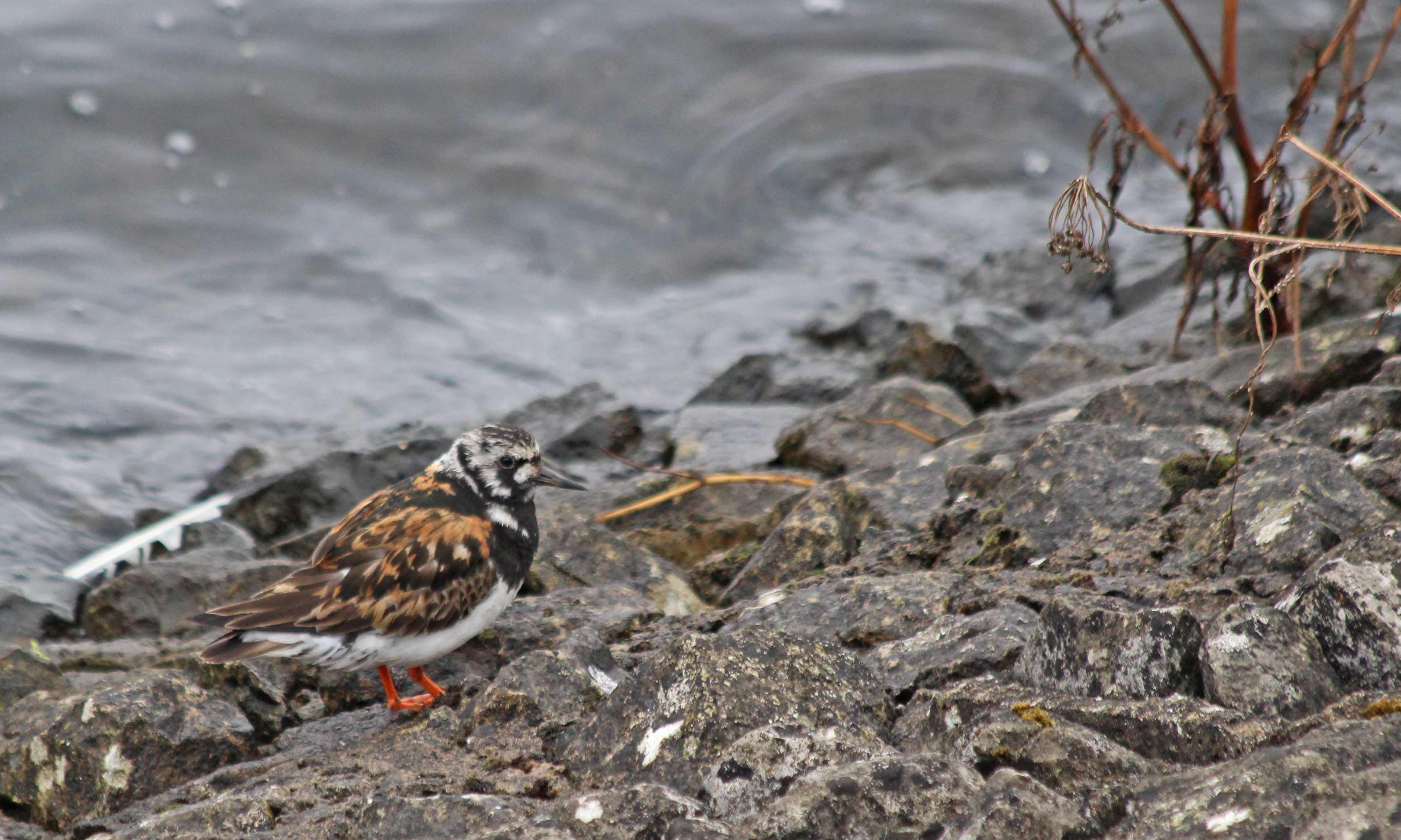 200818 turnstone (1)