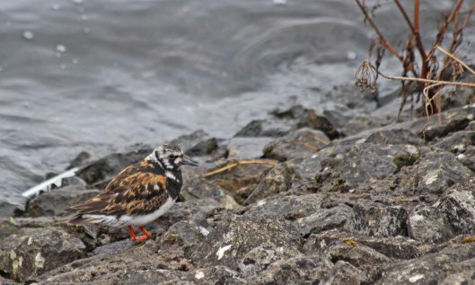 200818 turnstone (1)