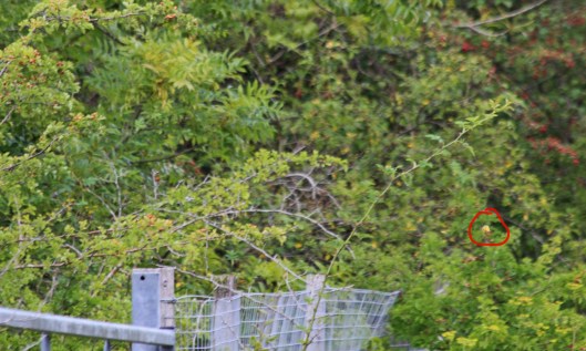 200819 clouded yellow (1)