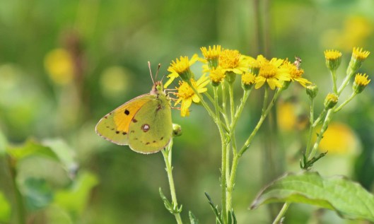 200819 clouded yellow (2)