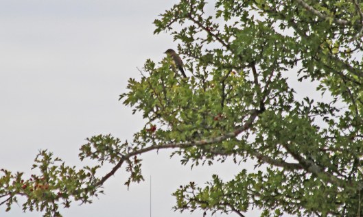 200820 pied flycatcher