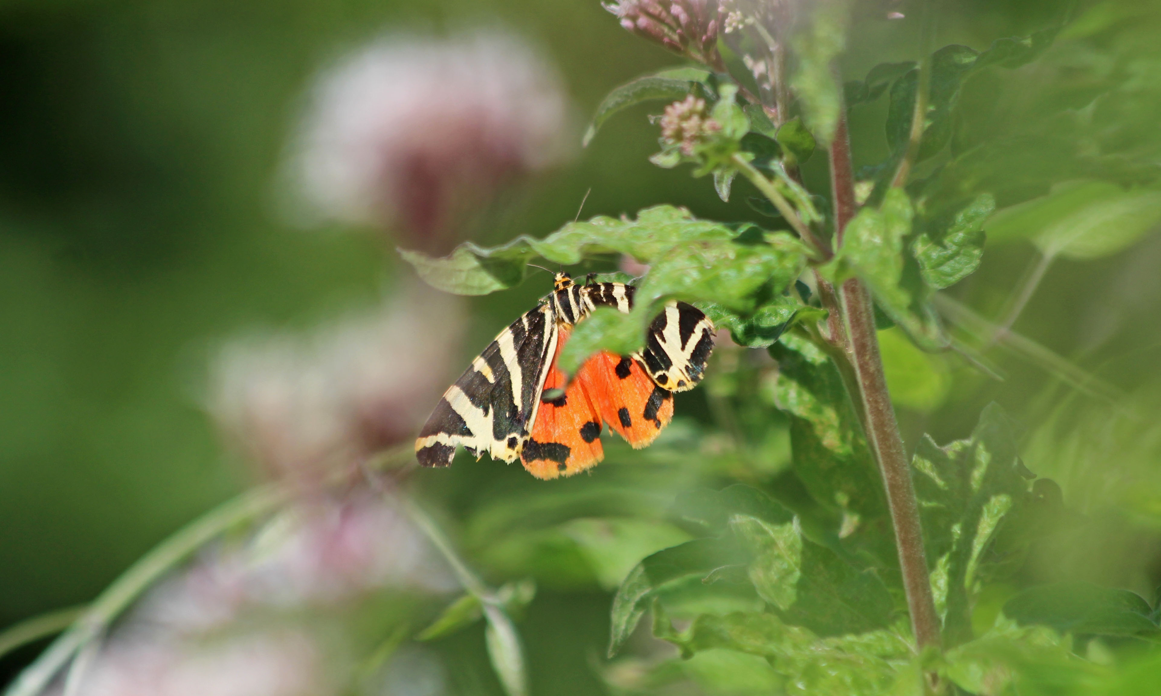 200821 jersey tiger (1)