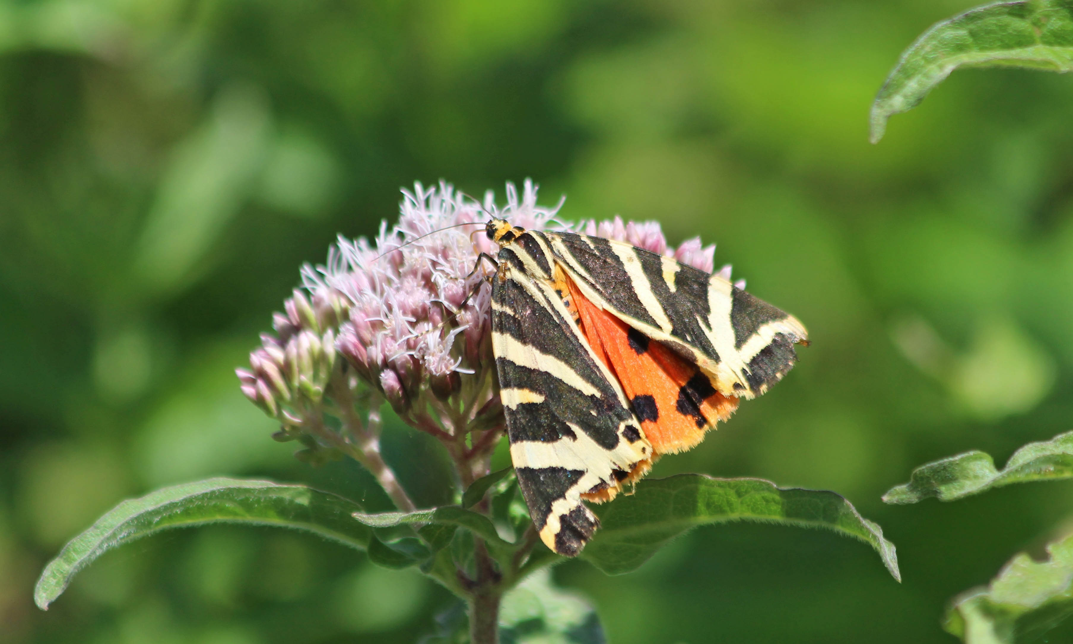 200821 jersey tiger (2)