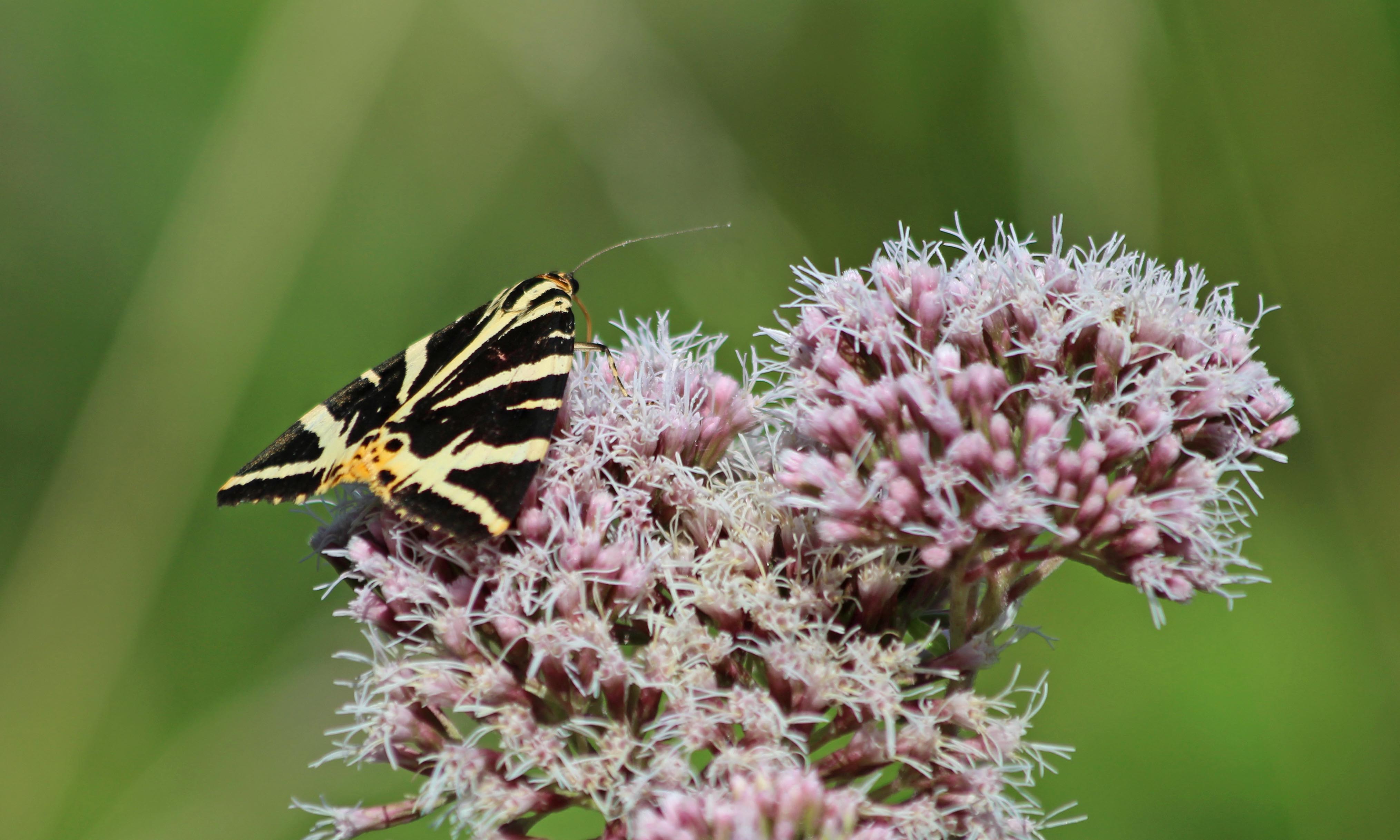 200821 jersey tiger (3)