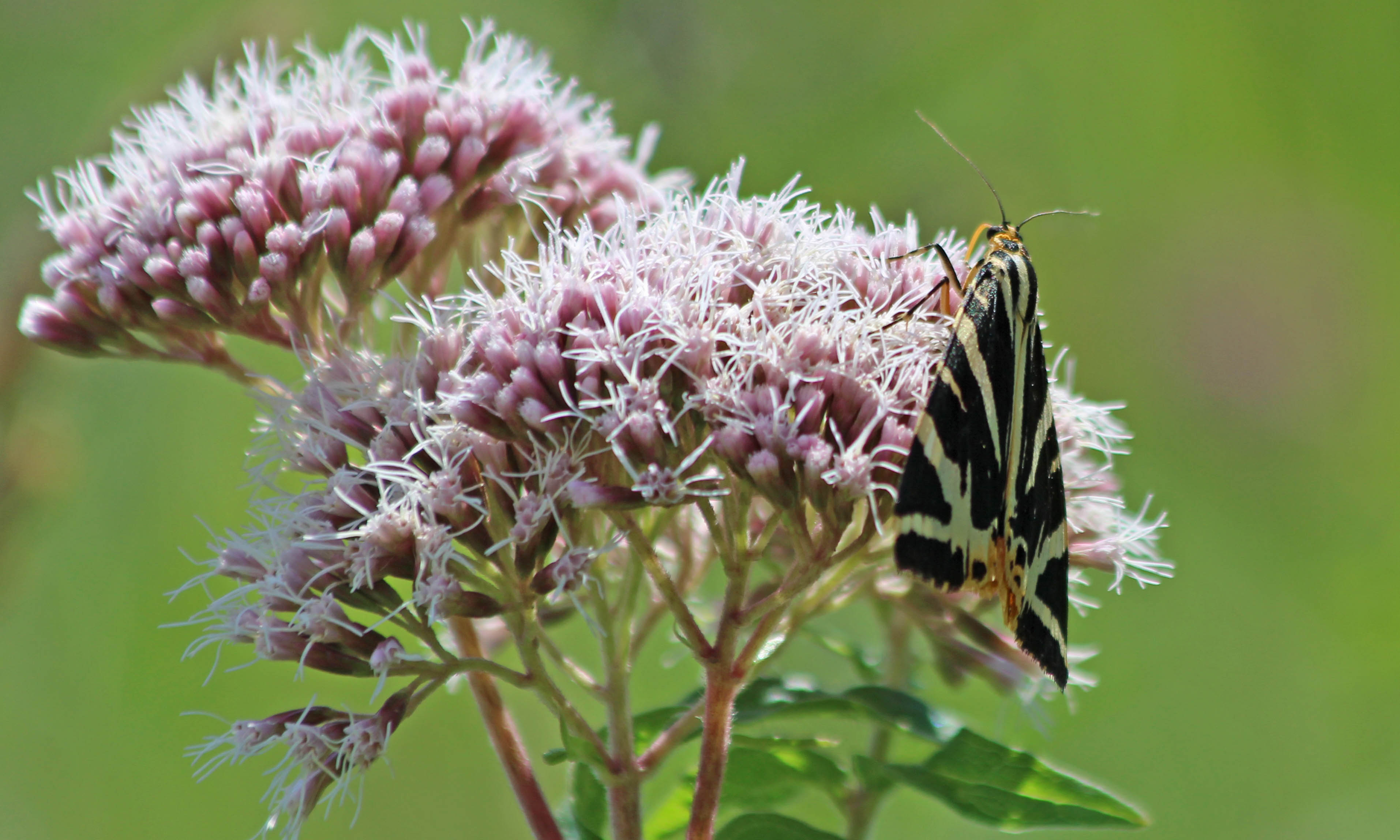 200821 jersey tiger (4)