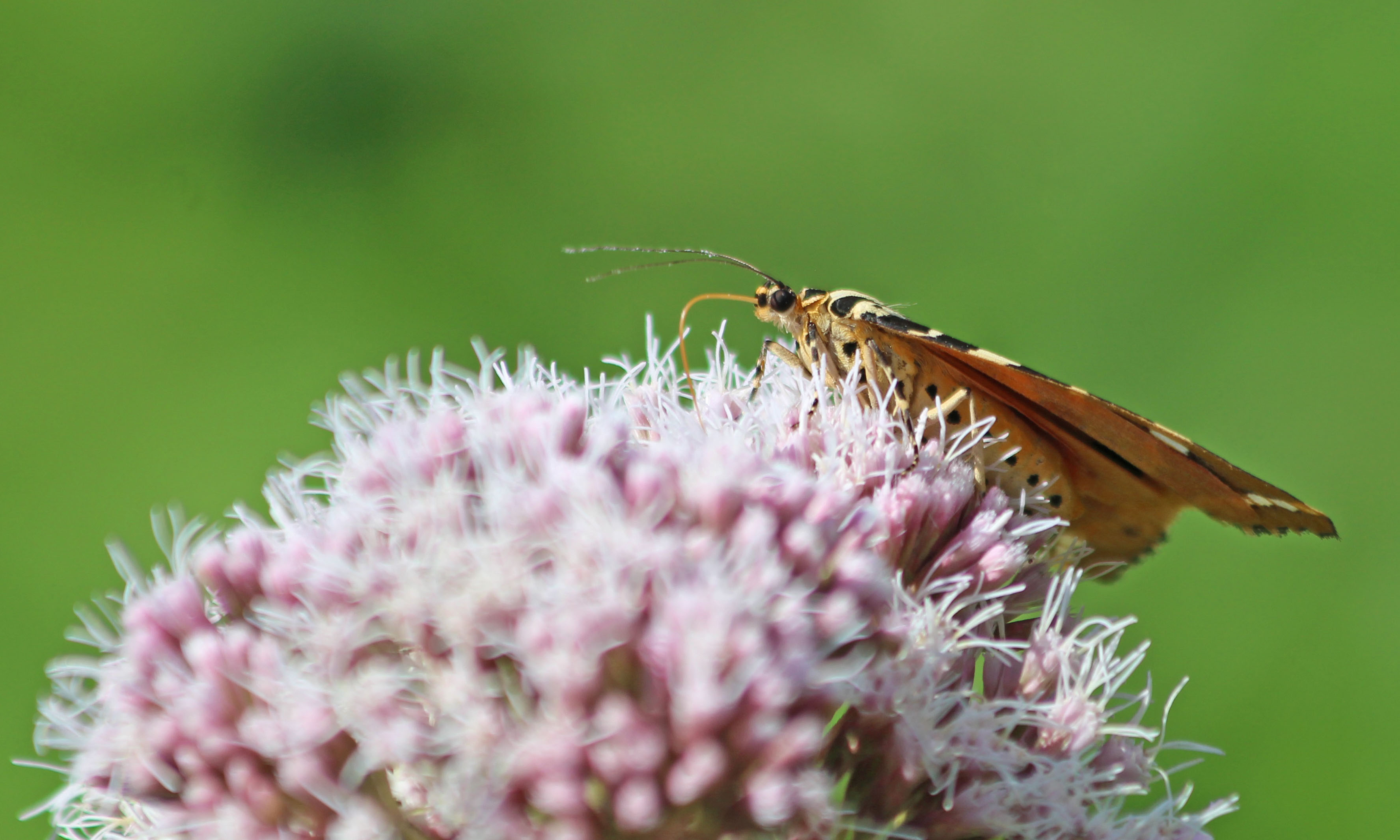 200821 jersey tiger (5)