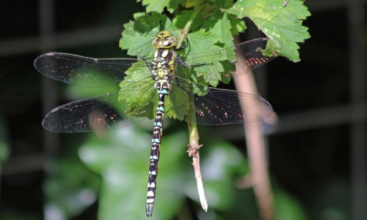 200822 southern hawker