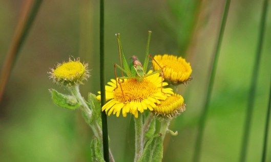 200823 speckled bush-cricket