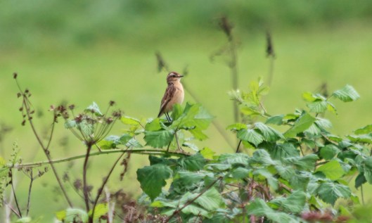 200824 whinchat (4)