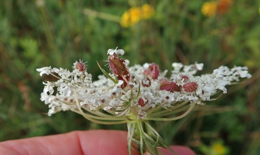 200825 Kiefferia pericarpiicola (1)