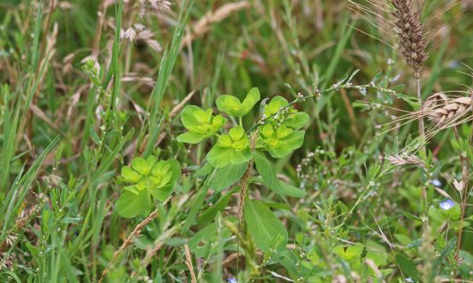 200826 sun spurge (1)