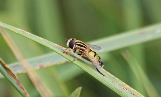 200827 helophilus trivittatus (2)