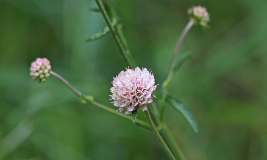 200830 pink devil's-bit scabious (1)